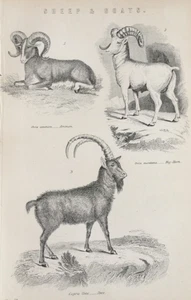 1870s Antique Print • Sheep & Goats – Ammon, Bighorn, Ibex • Victorian Engraving - Picture 1 of 5