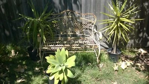 One 10" Agave Attenuata Pot - Mature & Healthy - $29 - Picture 1 of 1