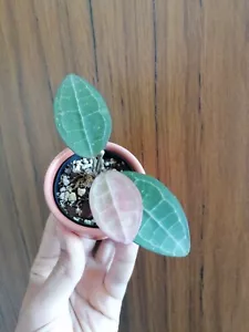 Hoya Elliptica - Bild 1 von 4
