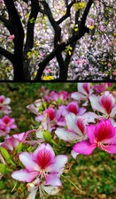 BAUHINIA VARIEGATA - ALBERO DELLE ORCHIDEE ROSA A VENATURE ROSSE, 10 SEMI