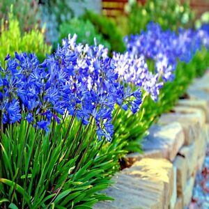 25 Dwarf Blue Lily of The Nile Flower Seeds Agapanthus "Peter Pan" House Plant 