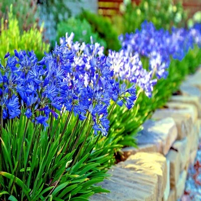25 Dwarf Blue Lily of The Nile Flower Seeds Agapanthus "Peter Pan" House Plant  - Image 1 of 4