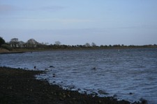 Photo 6x4 Oyster Catchers feeding on the North shore in Broadmeadow Estua c2007
