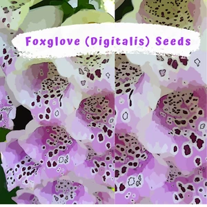 Fantastic Foxglove Mix (digitalis) 500 plus Flower Seeds - Picture 1 of 8