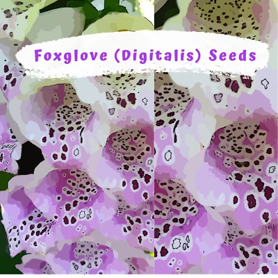 Fantastic Foxglove Mix (digitalis) 1000 plus Flower Seeds - Image 1 of 4