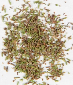 Besenheide Heidekraut Calluna vulgaris 250 Samen - Bild 1 von 3