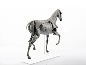 EVOLABORATORY Muscle Anatomy Horse Educational Scene Art Decoration Model - Picture 1 of 10