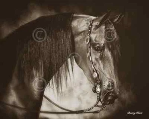 HORSE ART PRINT - Desert Arabian by Barry Hart 16x20 Western Cowboy Mane Poster - Picture 1 of 1