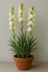 Bulbi da fiore verde vivo | Bulbi da fiore singolo rajnigandha tuberosa confezione da 5 - Foto 1 di 7