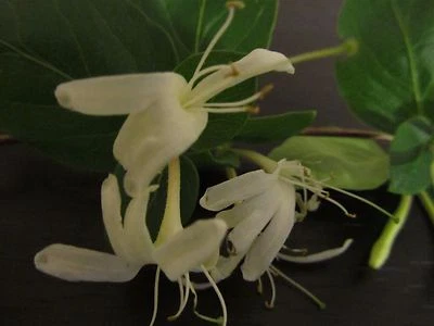 1 PLANT Lonicera Japonica Honeysuckle Vine - Fragrant Flowers Hardy Perennial - Image 1 of 4