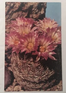 Arizona Pincushion Flower Postcard Vintage - Picture 1 of 5