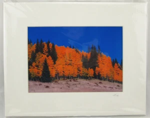 Scenic Photograph - Autumn Trees in Mountains - Matted 10" x 8" with Mat Signed - Picture 1 of 1