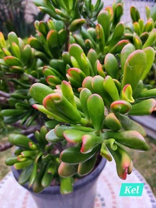 3 x Cuttings + 1 Free / Crassula Ovata Hobbit Succulents/ Jade Succulent Cactus - Picture 1 of 3