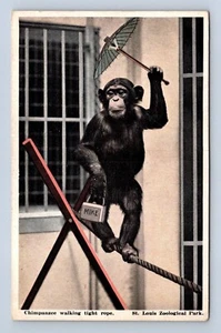 St. Louis Missouri Zoological Park Chimpanzee Missouri Postcard Unposted - Picture 1 of 2