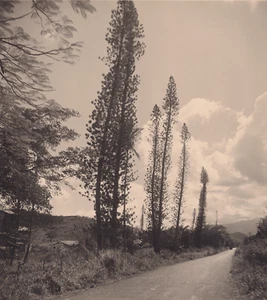 29x22 -NOUVELLE CALEDONIE Route bordée de pins colonnaires 1949 - Jean Morin** - Picture 1 of 2
