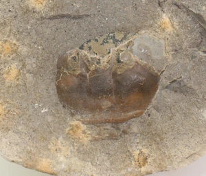 Krabbe, Zanthopsis vulgaris, Tertiär, Grays Harbor County, Washington, USA-c640 - Picture 1 of 4