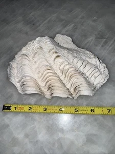 Large Fluted Tridacna Clam Shell 7.5” X 4.5” For Display Soap Aquarium - Picture 1 of 3