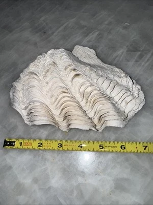Large Fluted Tridacna Clam Shell 7.5” X 4.5” For Display Soap Aquarium - Image 1 of 3