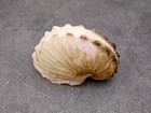 Brown Paper Nautilus Seashell Rare Argohauta Hians (1 shell approx. 1+ inches)