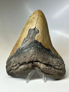 Megalodon Shark Tooth 6.06 inch -Giant - Authentic Fossil - Natural - Rare 16796 - Picture 1 of 8