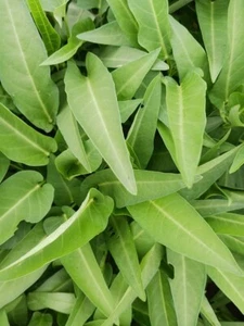 100% Genuine Water Spinach Kolmi Shak Thai Morning Glory Kangkong - 100 Seeds - Picture 1 of 4