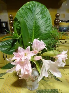 lot oignons  a fleurs agapanthes,  nérines    et plantes  grasses de mon jardin - Imagen 1 de 24