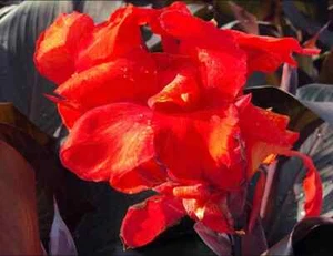 50 Red Velvet Canna Lily seeds. Organic. USA Seeds. - Picture 1 of 1