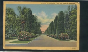 Florida Avenue of Australian Pines & Hibiscus FL Vintage Postcard - Picture 1 of 2