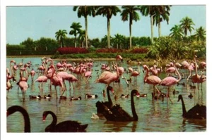 Vintage Postkarte Post 1955 West Palm Beach Florida Flamingos Hileah Schwäne Vögel - Bild 1 von 2