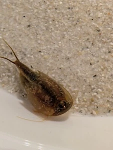 Triops Longicaudatus - Arizona, enfoques de cangrejos primitivos con muestras de alimento y más - Imagen 1 de 9