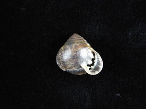 Sea shell Pythia trigona 16.5mm ID#8806 - Picture 1 of 2