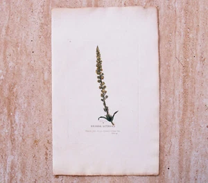 Curtis Stampa Botanica Incisione Fiore 1800 Colorata Reseda Luteola Erba 02182 - Foto 1 di 3