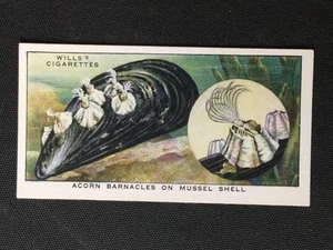 1938 Wills's The Sea-Shore #22 Acorn Barnacles On Mussel Shell Excellent - Picture 1 of 2