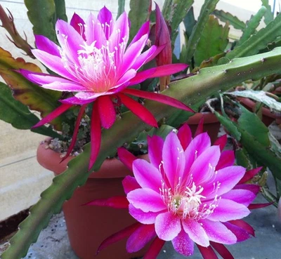 Esqueje sin enraizar de epiphyllum  MARSELLAISE. Flor bicolor fuchsia y rosa. XL - Imagen 1 de 2