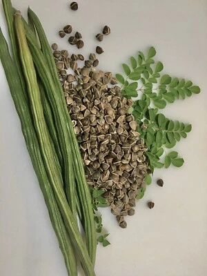 100+ Moringa/Malungay SEEDS for Planting | Non-GMO | Fast Growing Tree SEEDS. - Image 1 of 2