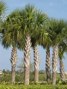 Sabal Palm Tree, Cabbage Palm, Texas Sabal palmetto Palm, 10 Fresh Seeds (01) - Picture 1 of 3