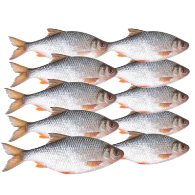 Köderfische Rotaugen gefroren Köfi Hecht Zander Wels Barsch Köder 5-30cm - Bild 1 von 3