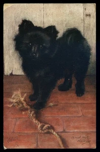 cartolina d'epoca-post card-animali CANE SPITZ TEDESCO - Imagen 1 de 1
