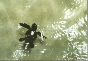 AK SIZILIEN SICILY LAMPEDUSA PELAGISCHE INSELN SCHILDKRÖTE CARETTA CARETTA - Bild 1 von 1