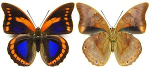 MONTIERTER AUFSTRICH SCHMETTERLING - Prepona praeneste choroniensis, F2, V.RAR! - Bild 1 von 1