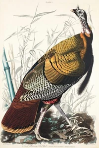 12112. Cartel estampado o lona decoración de pared diseño interior. Pájaro Audubon. Pavo salvaje - Imagen 1 de 1