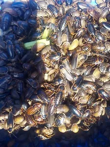 Dubai Adult Breeder Starter Colony qty: 50 - Picture 1 of 3
