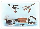 Surf Scoter, Canada Goose, Tufted Duck, Goldeneye, Shoveler  Vintage Bird Print