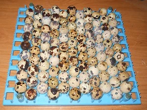 420+ KINGsBROWN XL. JUMBO brown coturnix quail hatching eggs,, - Picture 1 of 17