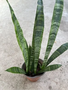 Snake Plant With Pot Mother-In-Law's Tongue Sanseveria Live Plant - Picture 1 of 3