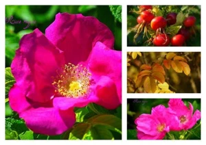 Wild-Rose Rosa Rugosa~Kartoffelrose~ im großen Topf gewachsen~ Sylterheckenrose - Bild 1 von 1