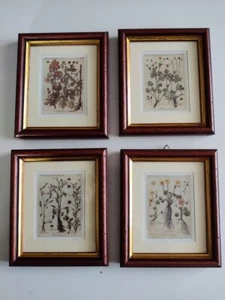 Quattro quadri piccoli con soggetti botanici, Ranuncoli e Thalubium - Foto 1 di 12