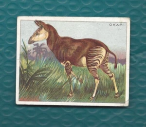 1909 Hassan T29 Animal Series card Okapi VG+ - Picture 1 of 2