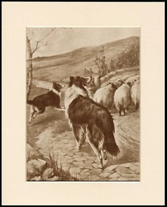 BORDER OR ROUGH COLLIE DOGS AND FLOCK LOVELY DOG PRINT MOUNTED READY TO FRAME - Picture 1 of 1