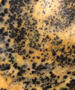 Cheetah Agate rock slabs (2) lapidary cabbing rough - Picture 1 of 8